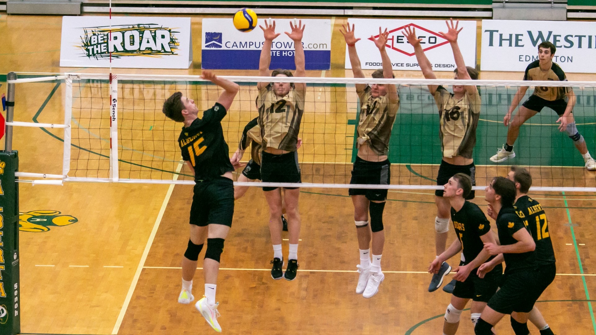 Jacob Sargent 202223 Golden Bears Volleyball University of Alberta