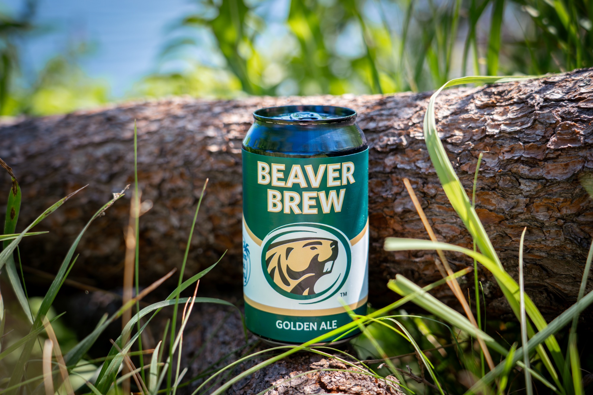 Beaver Brew can sits in front of log