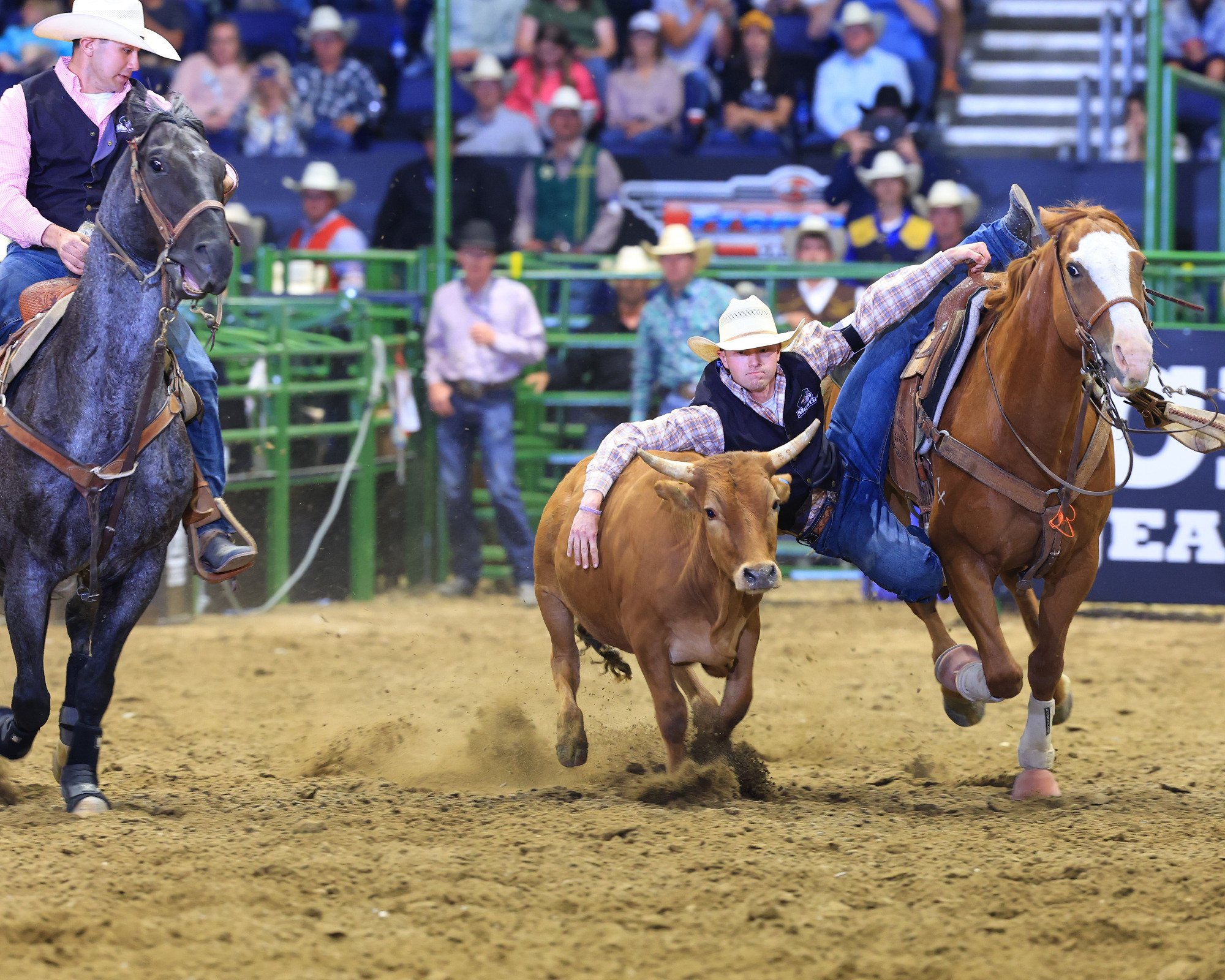 Hadly Erickson Bulldogging
