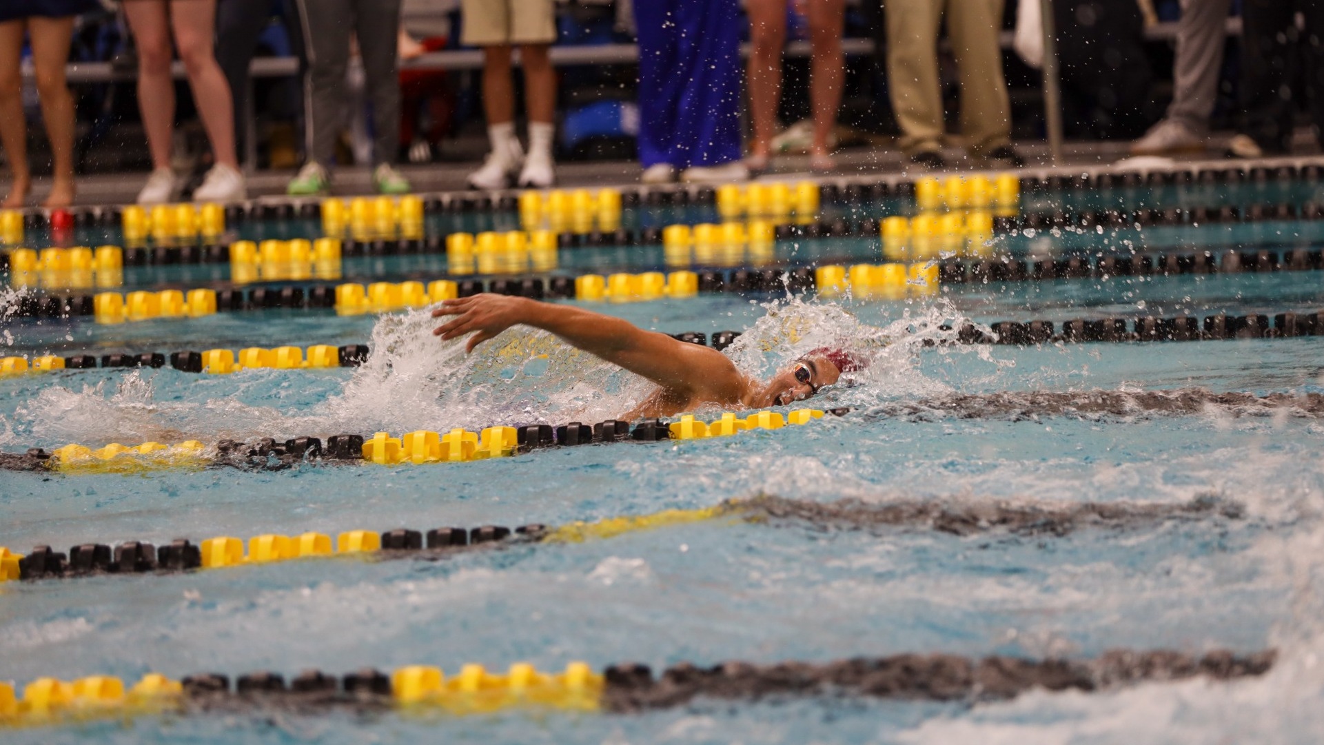 Tiger swimming