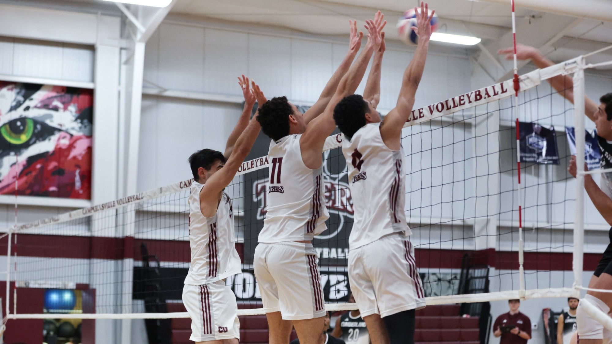 Tigers jumping at the net