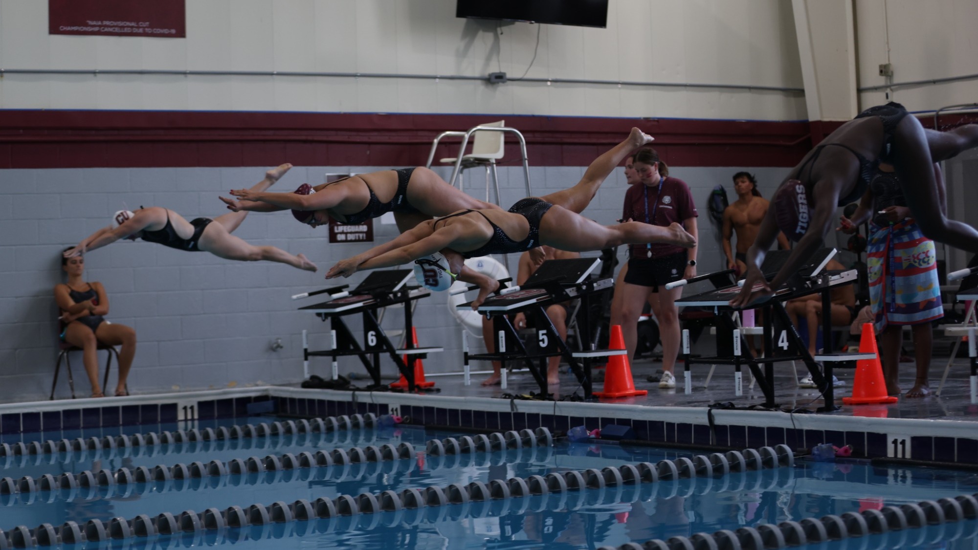 Tigers leaping
