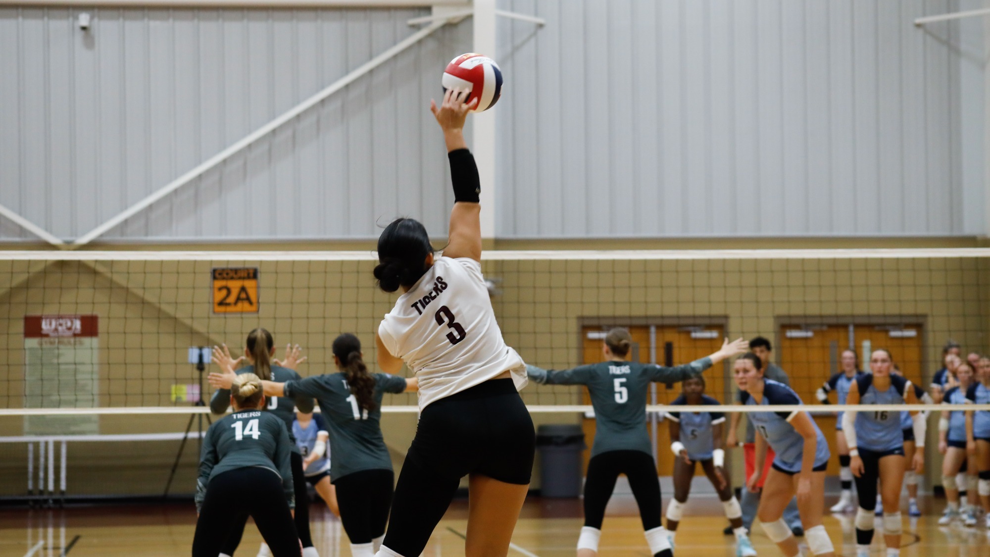 Tiger serve
