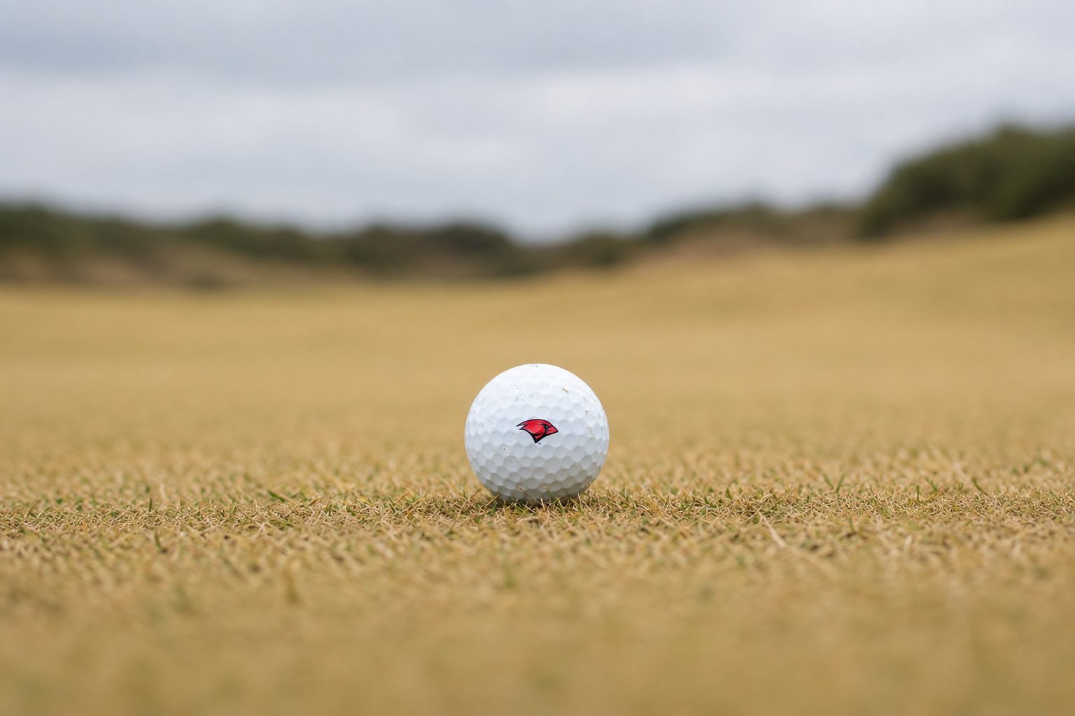 Cardinal golf ball sits on the turf