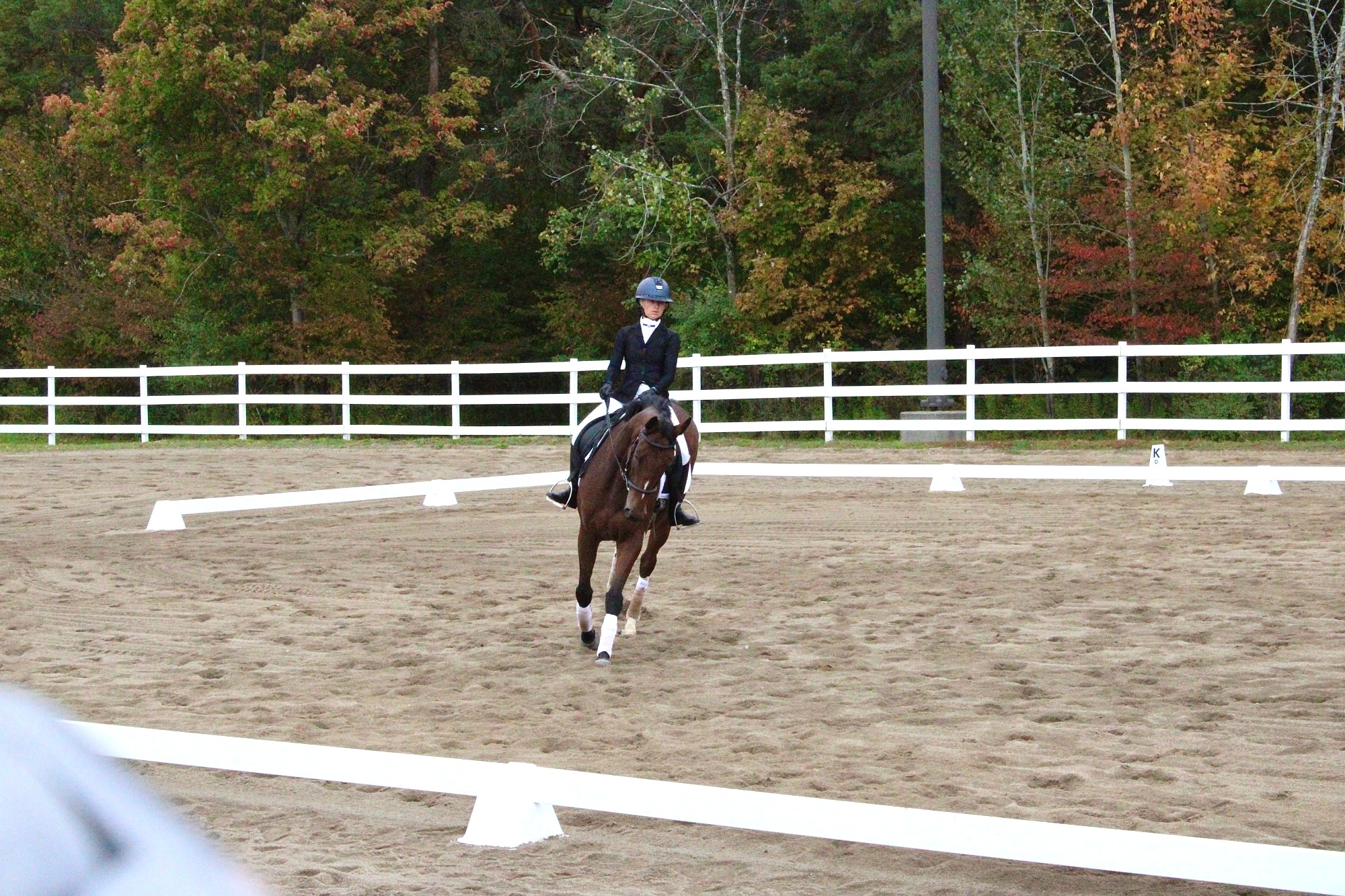 A brown hors canters towards the camera, with a focused rider in show clothes. 