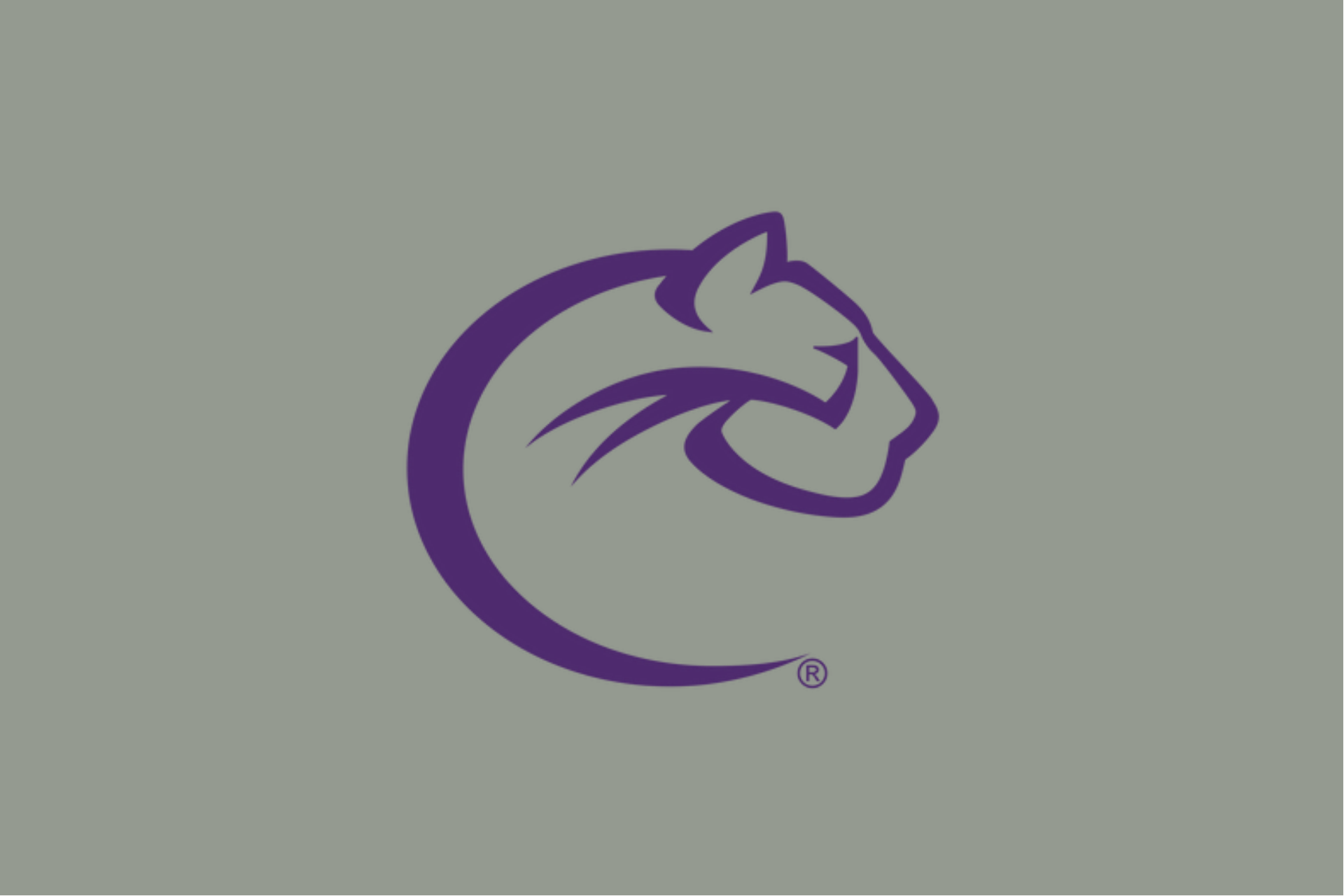 gray background cougar