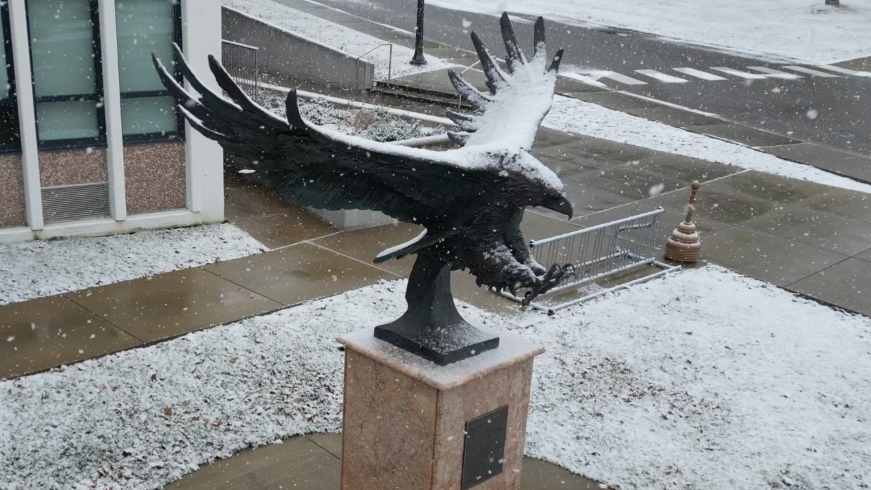 snowy tippin eagle
