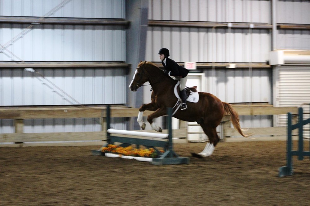 Hunt Seat Equestrian over low barrier