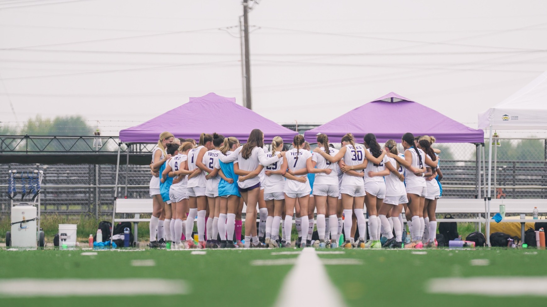 Yotes forming a pack