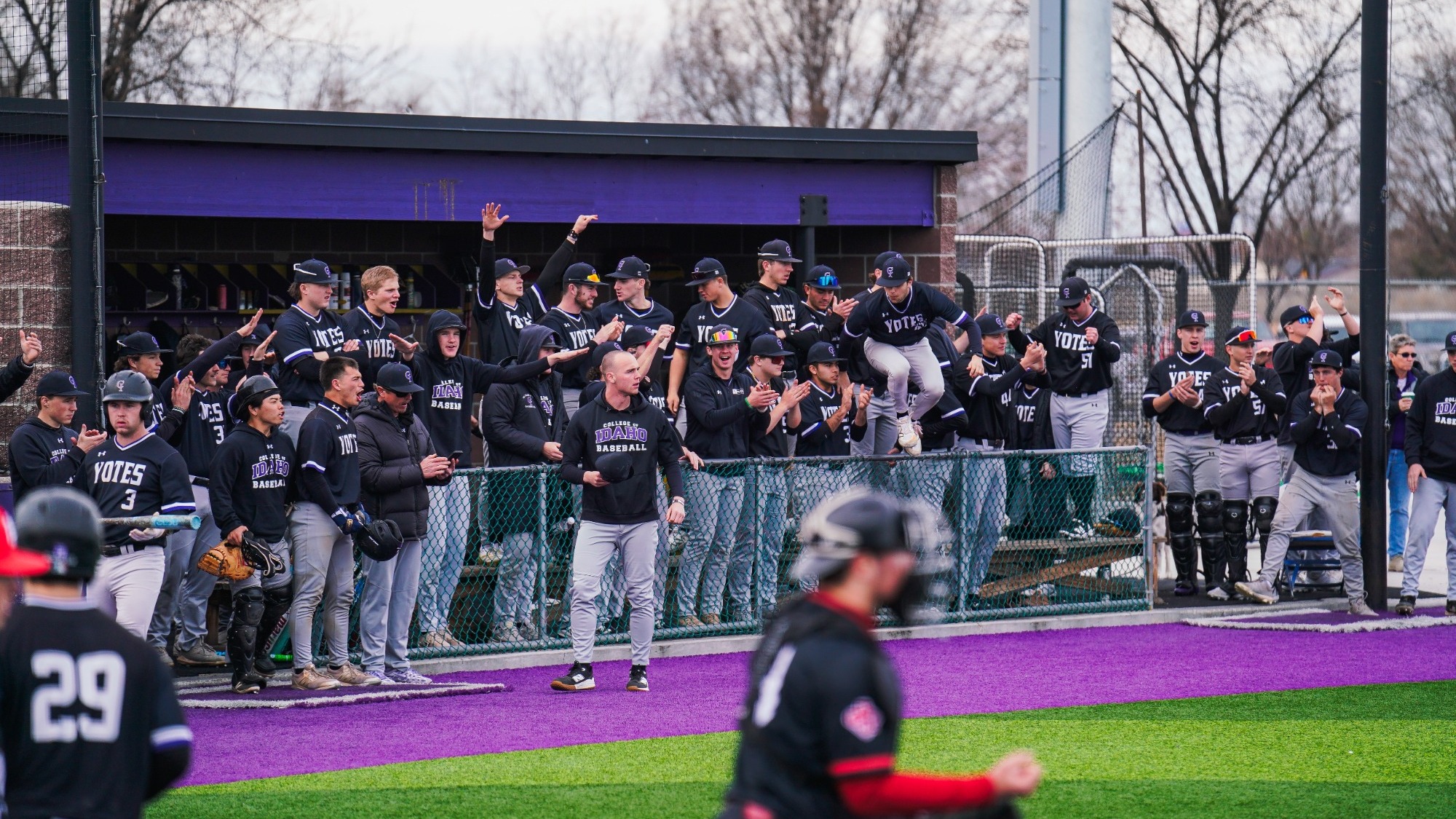 Yotes hooting and hollering