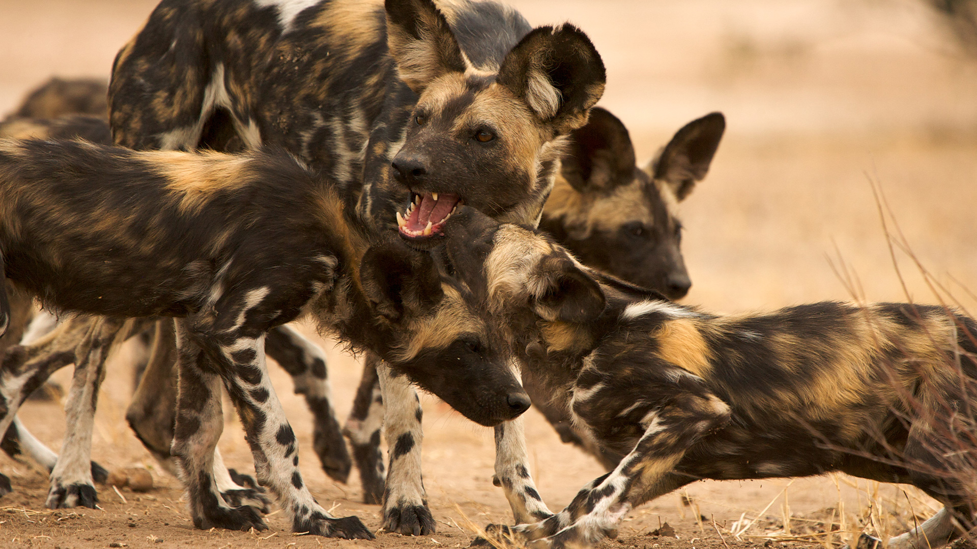 wild dogs