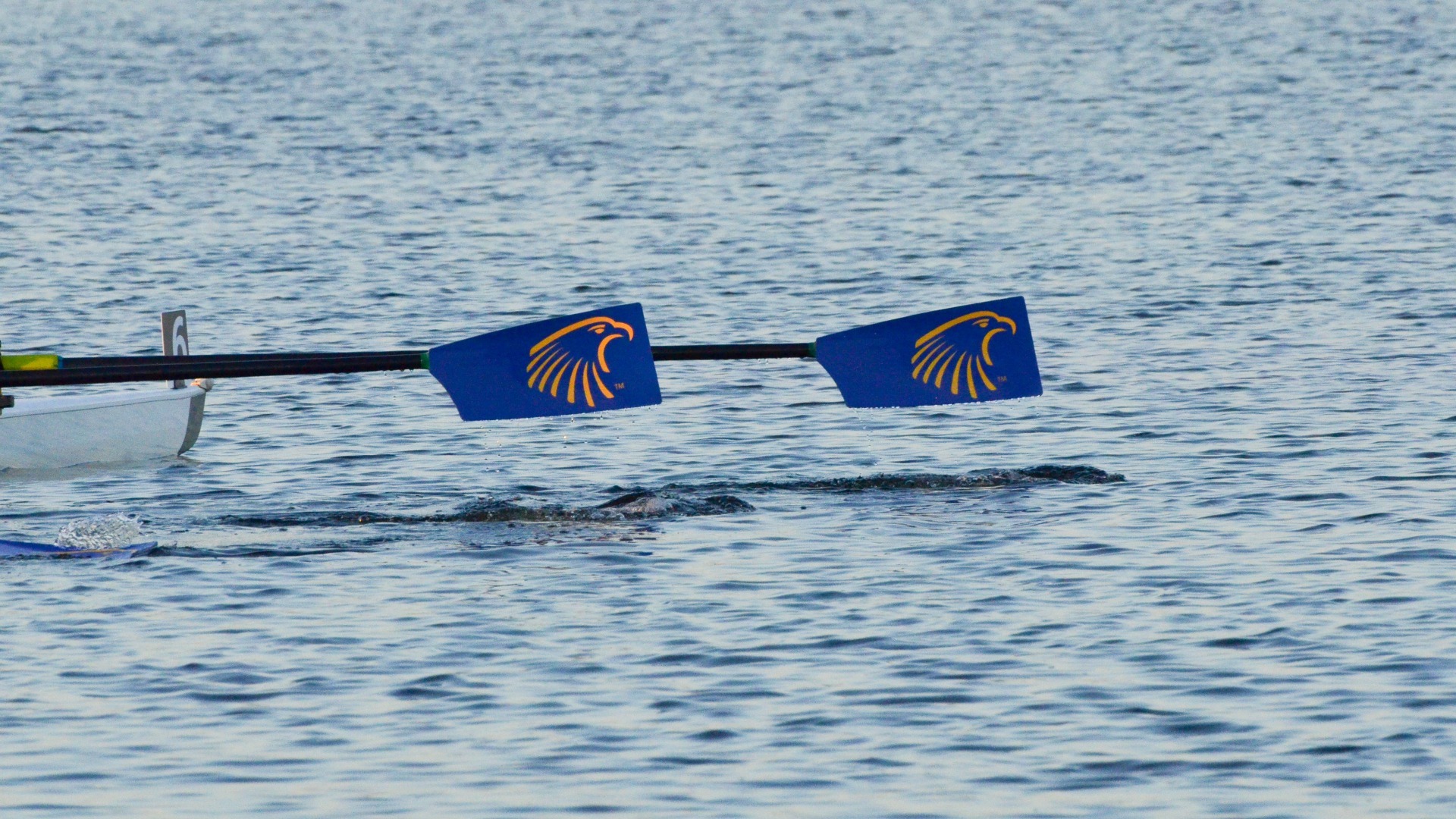 Embry-Riddle Oars