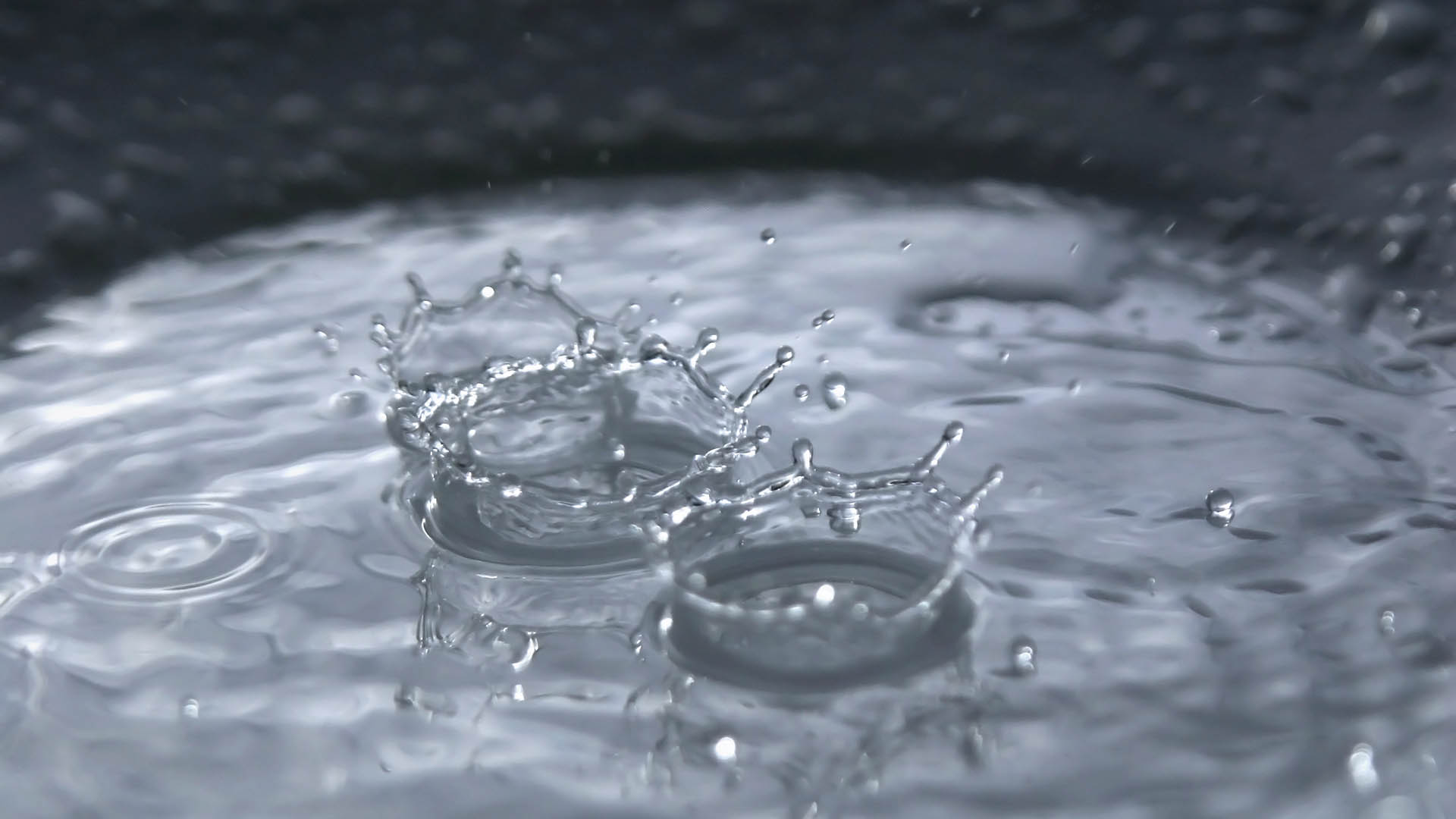 Rain drops in a puddle