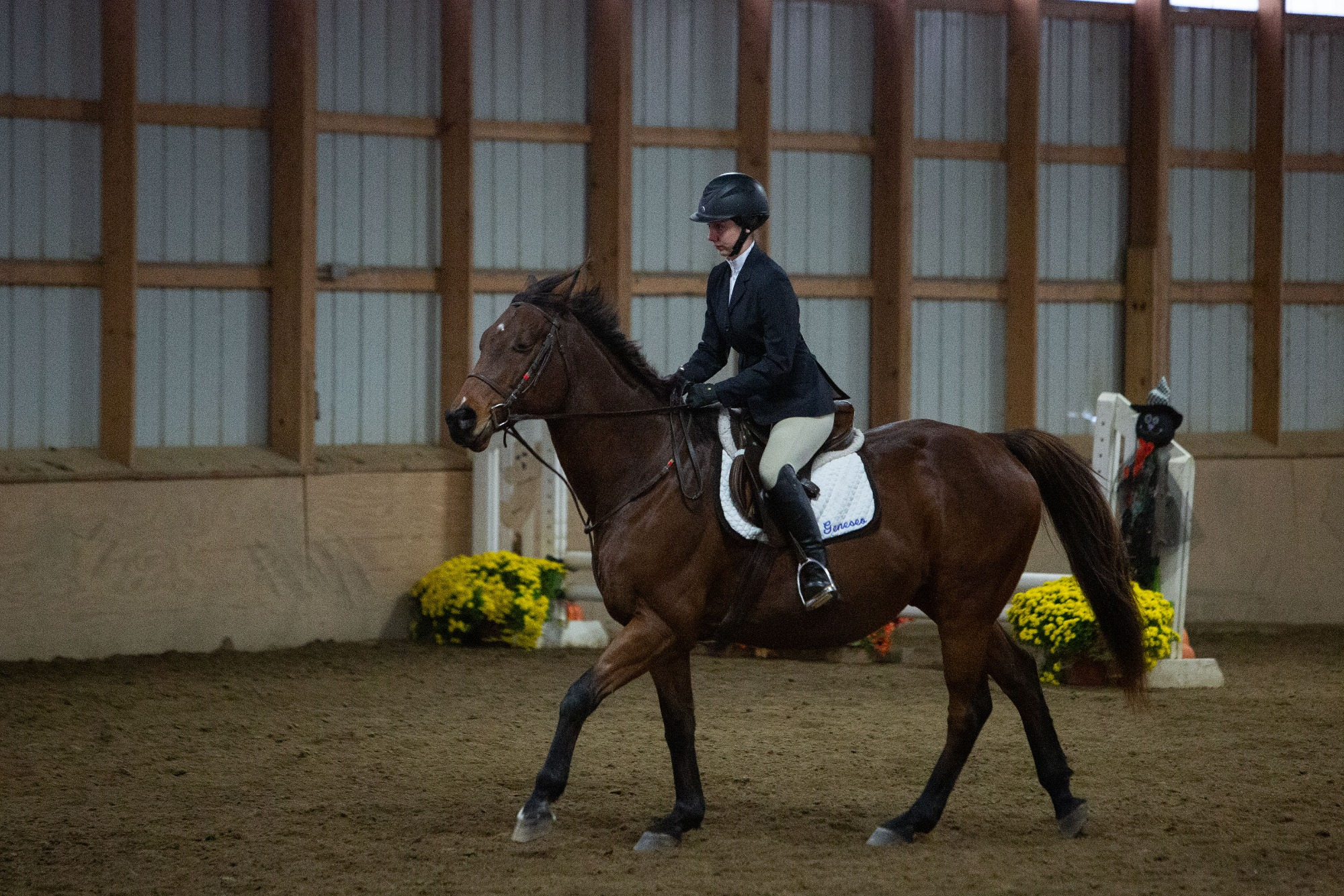 Equestrian Home Show