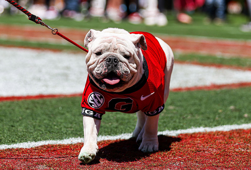 UGA Experiences - Photo with Uga