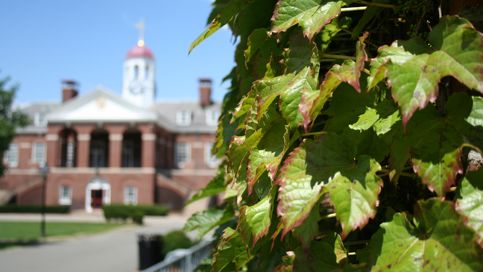 Ivy wall on the Murr Center