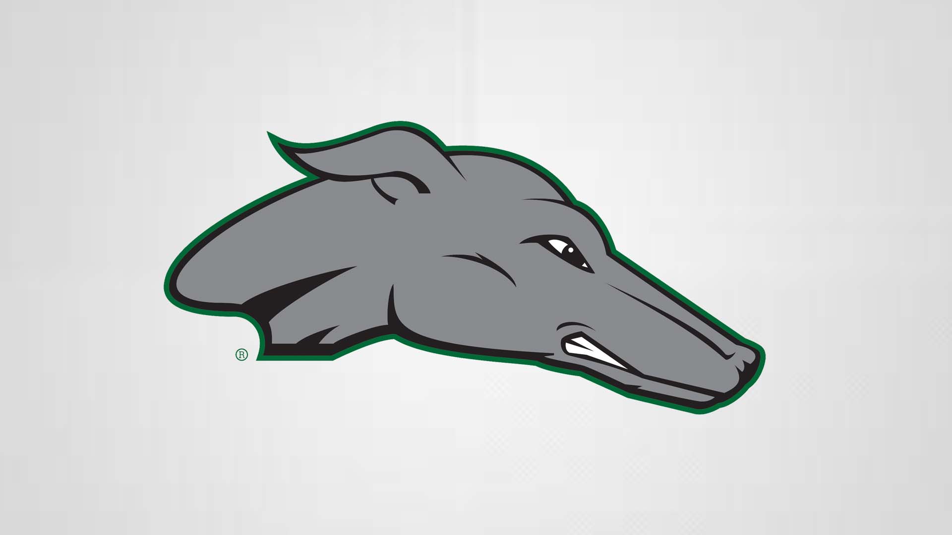 Greyhound Head White Background