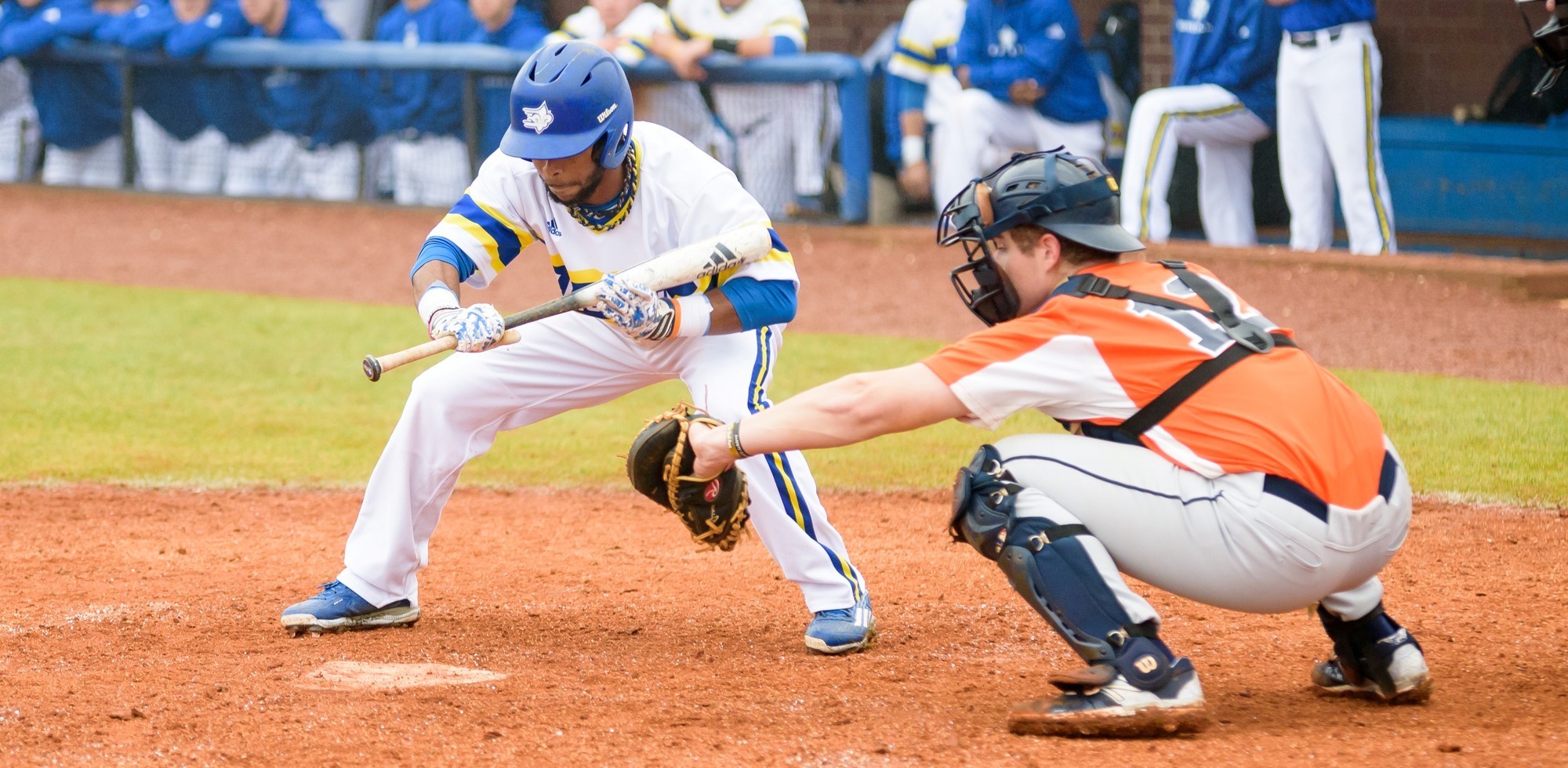 Chris Ford Baseball Limestone University Athletics