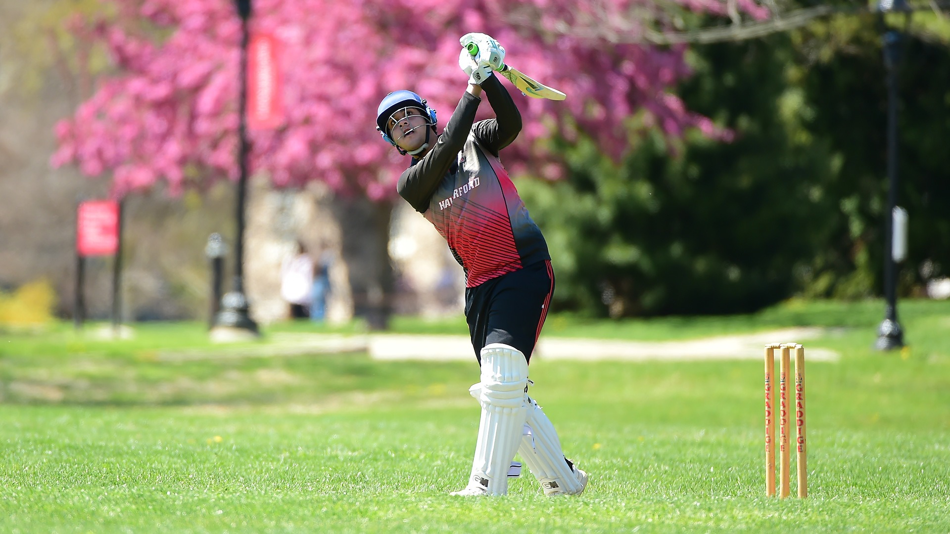 A cricket player in a black and red Haverford jersey, blue helmet, and white leg guards swings a bat during a match. The player is captured mid-swing on a green grass field with a three-stump wicket in the foreground. In the background, vibrant pink cherry blossoms and green trees are in soft focus under bright daylight.