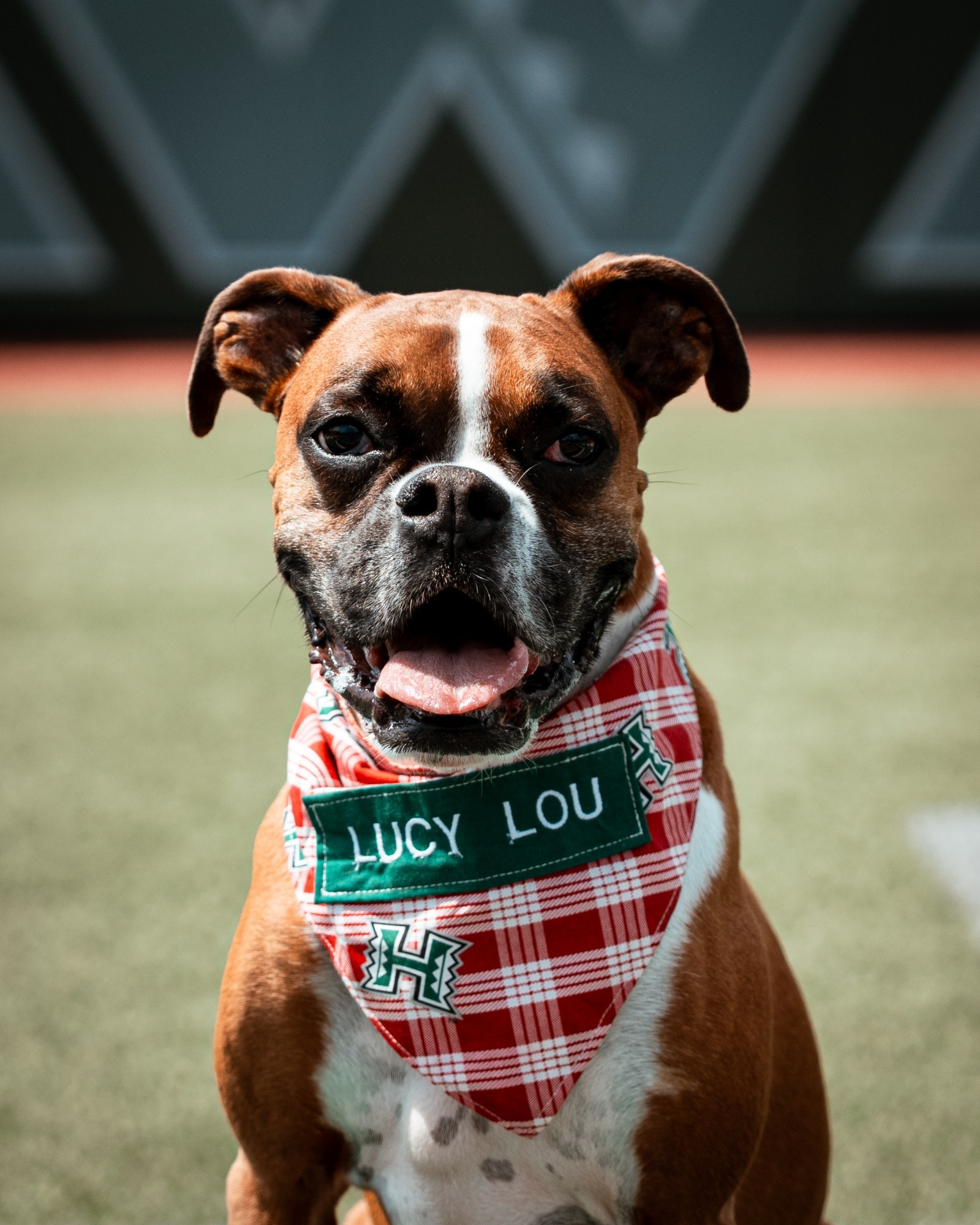 Lucy Lou