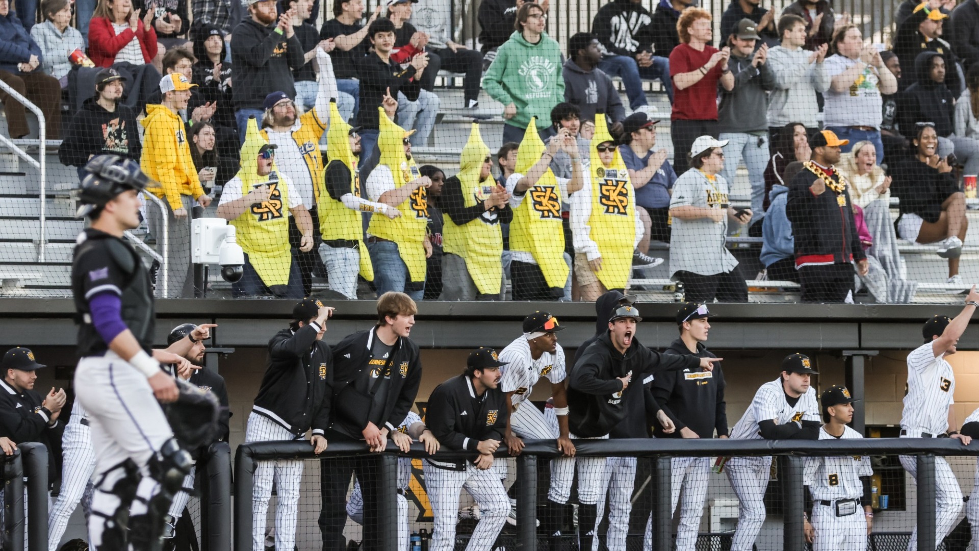 KSU Dugout and Fans Celebrating