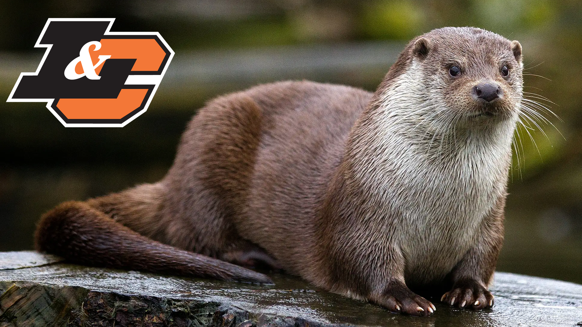 River Otter sits on a log