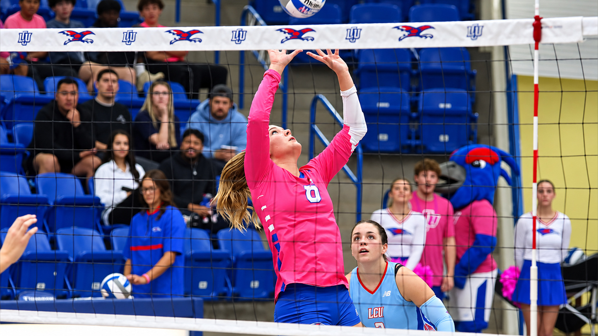 Action photo taken through the net during a volleyball match. An LCU player in a pink long-sleeve jersey reaches up with both hands to set the ball near the top of the net, eyes tracking it. A teammate in a light blue jersey watches from below. Behind them, spectators sit in blue stadium seating, and cheerleaders and a blue bird mascot in pink stand along the right side.