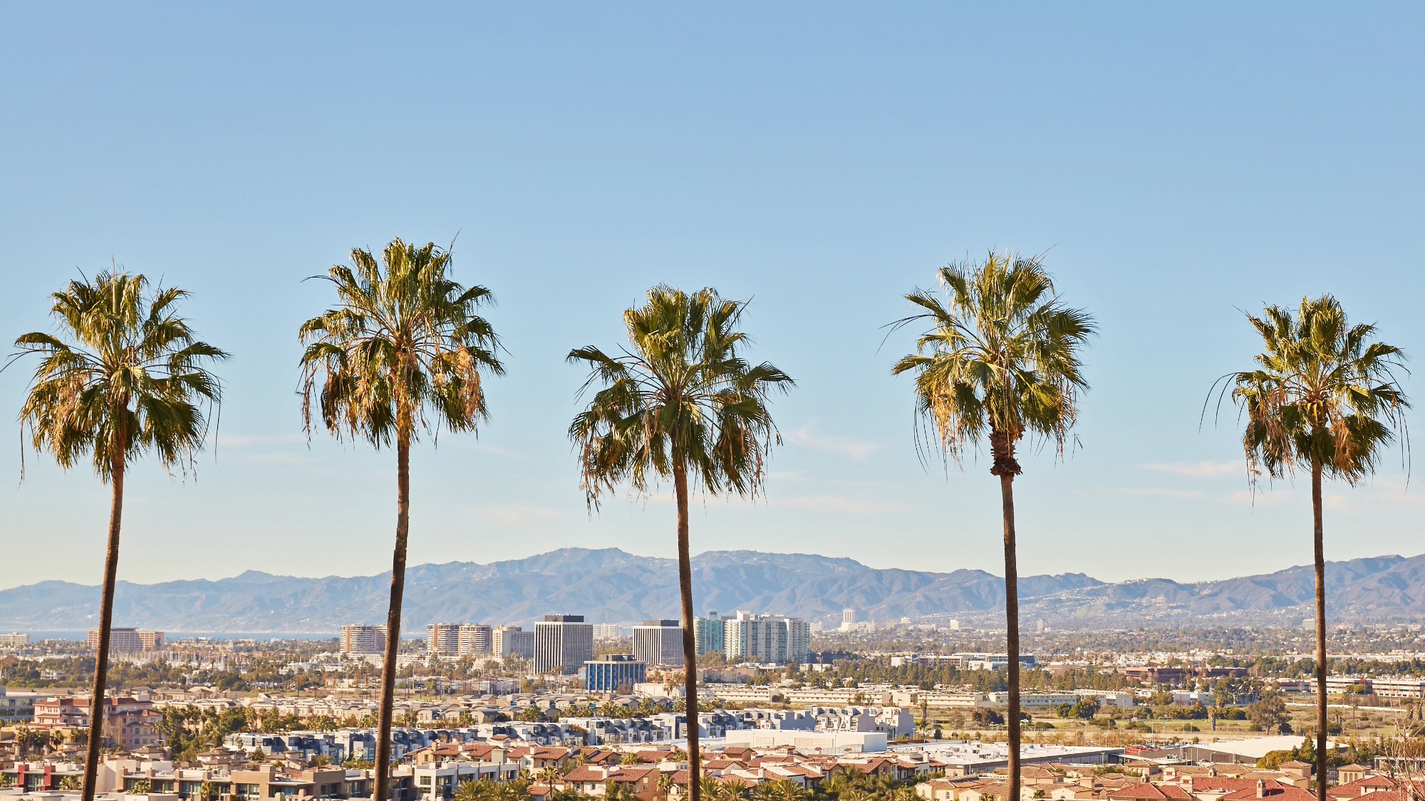 LMU Campus Palm Trees