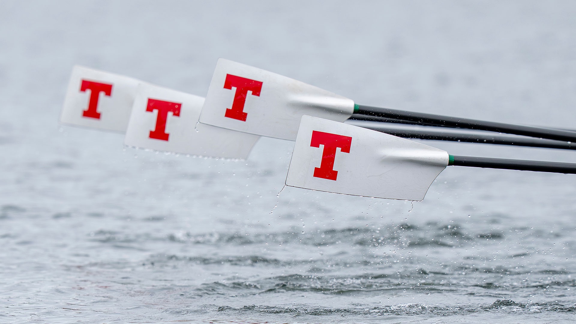 MIT rowing oars with a red letter T