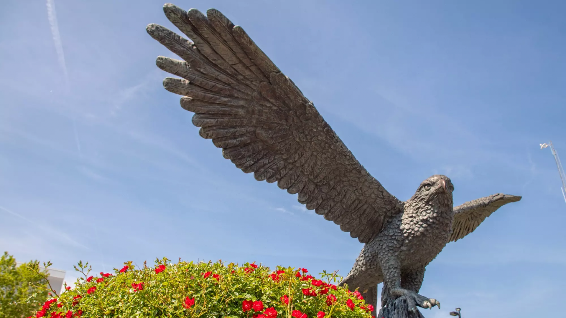 Hawk Statute and plant (Campus Shots)