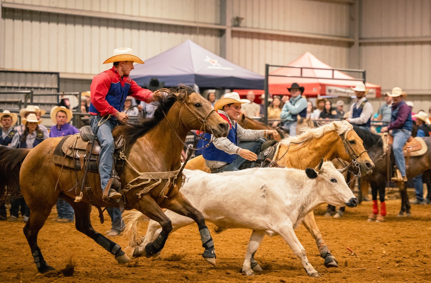 Will Collier steer wrestling with hazer 2026