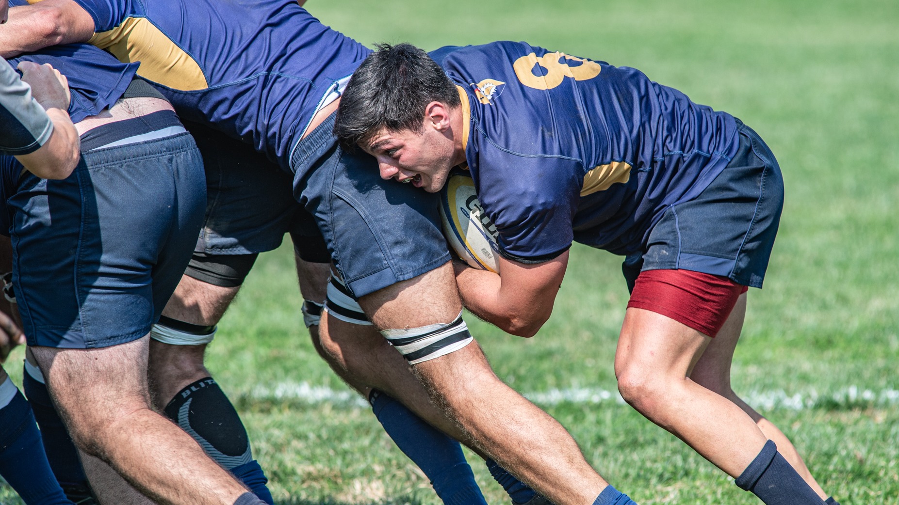 fran alessio maul iccc