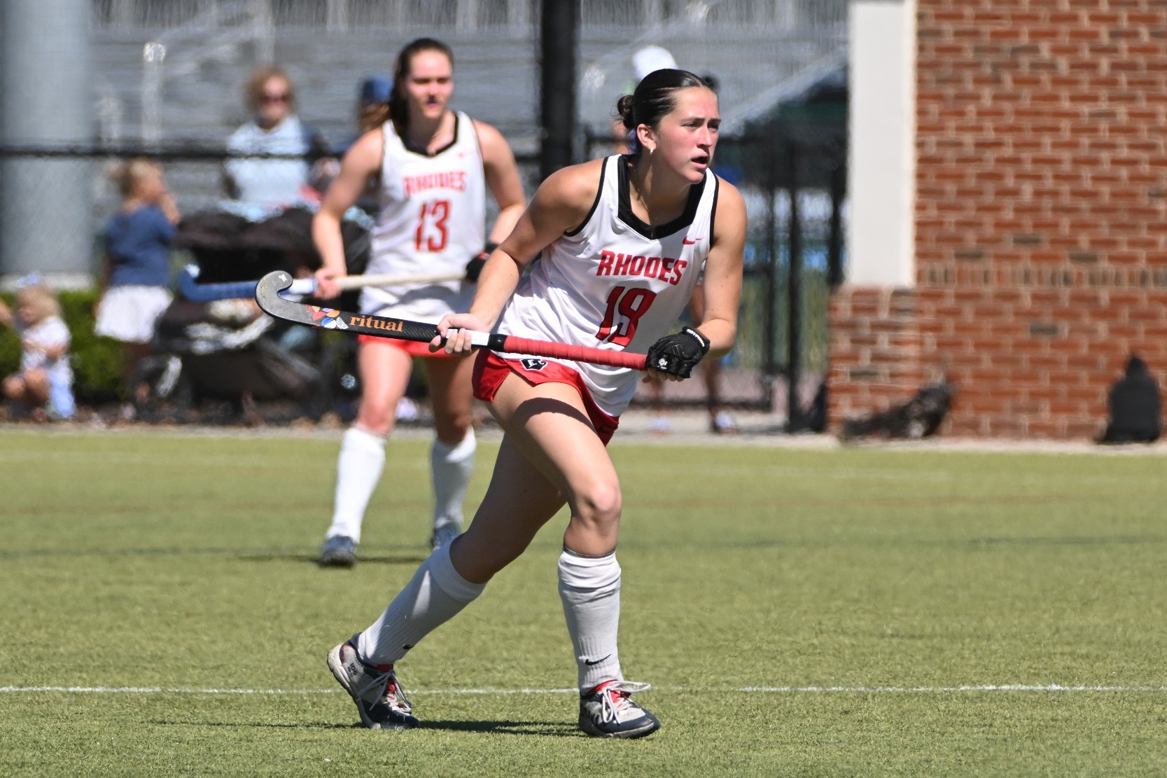 northern harrier 1/14/25