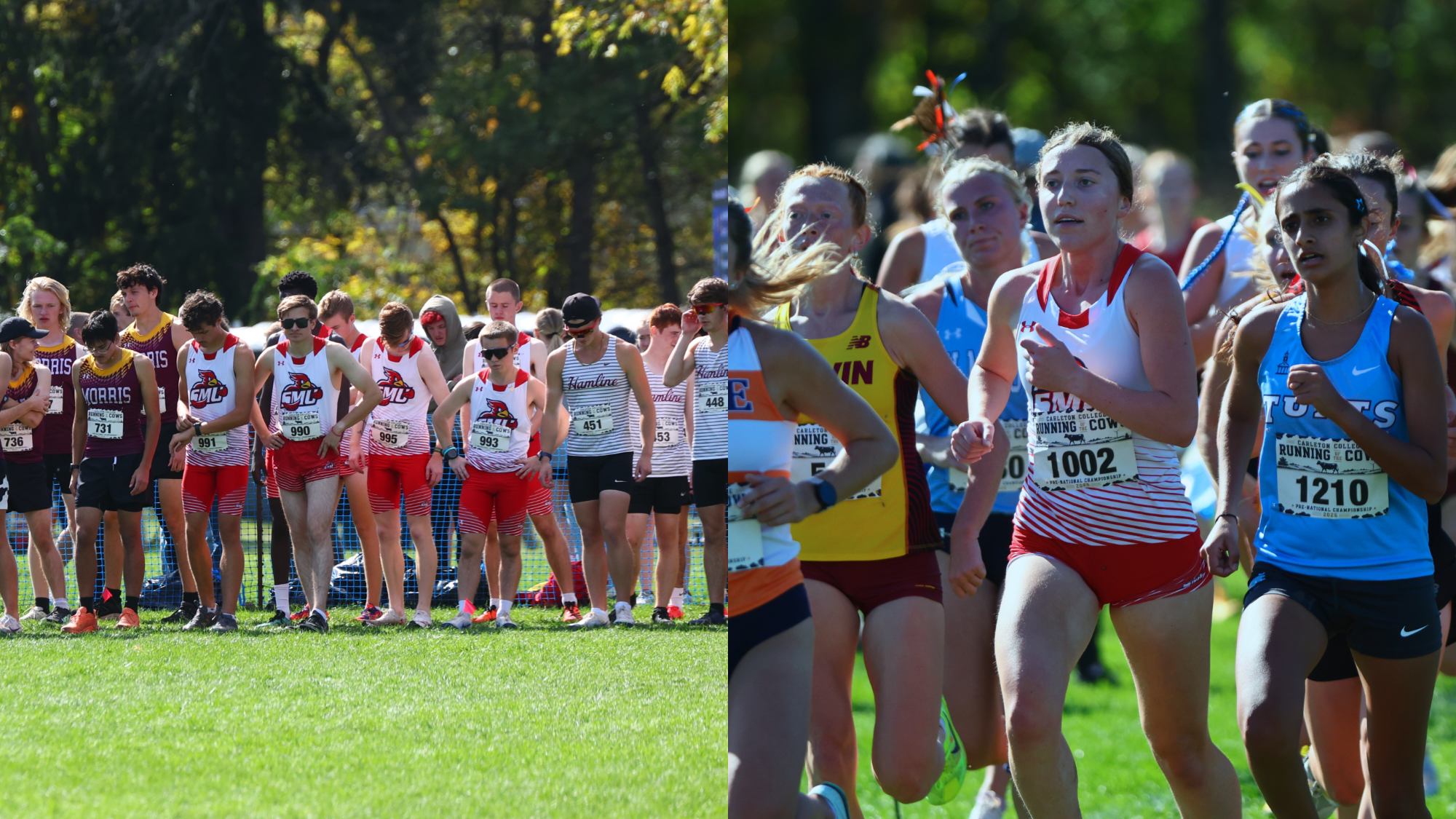 XC Running of Cows