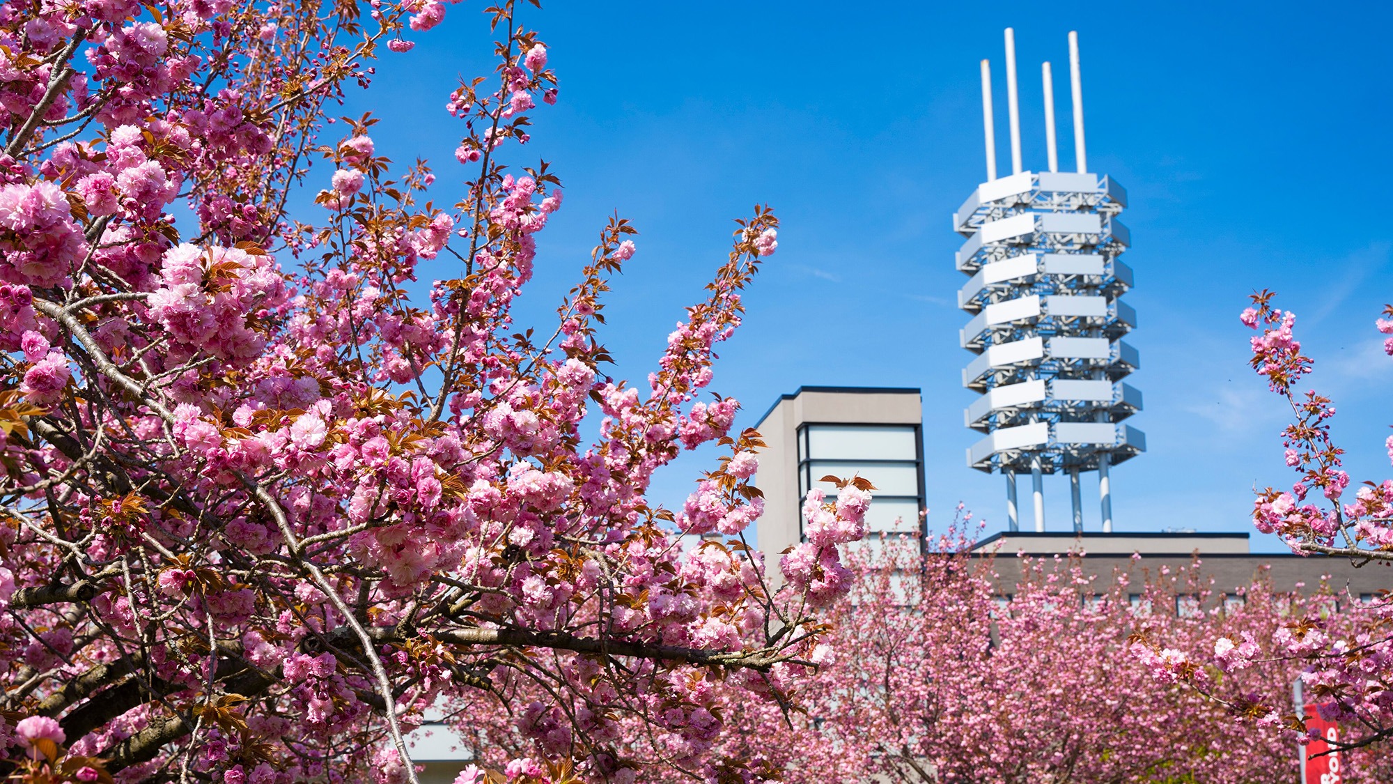 Campus - Spring Time Photo
