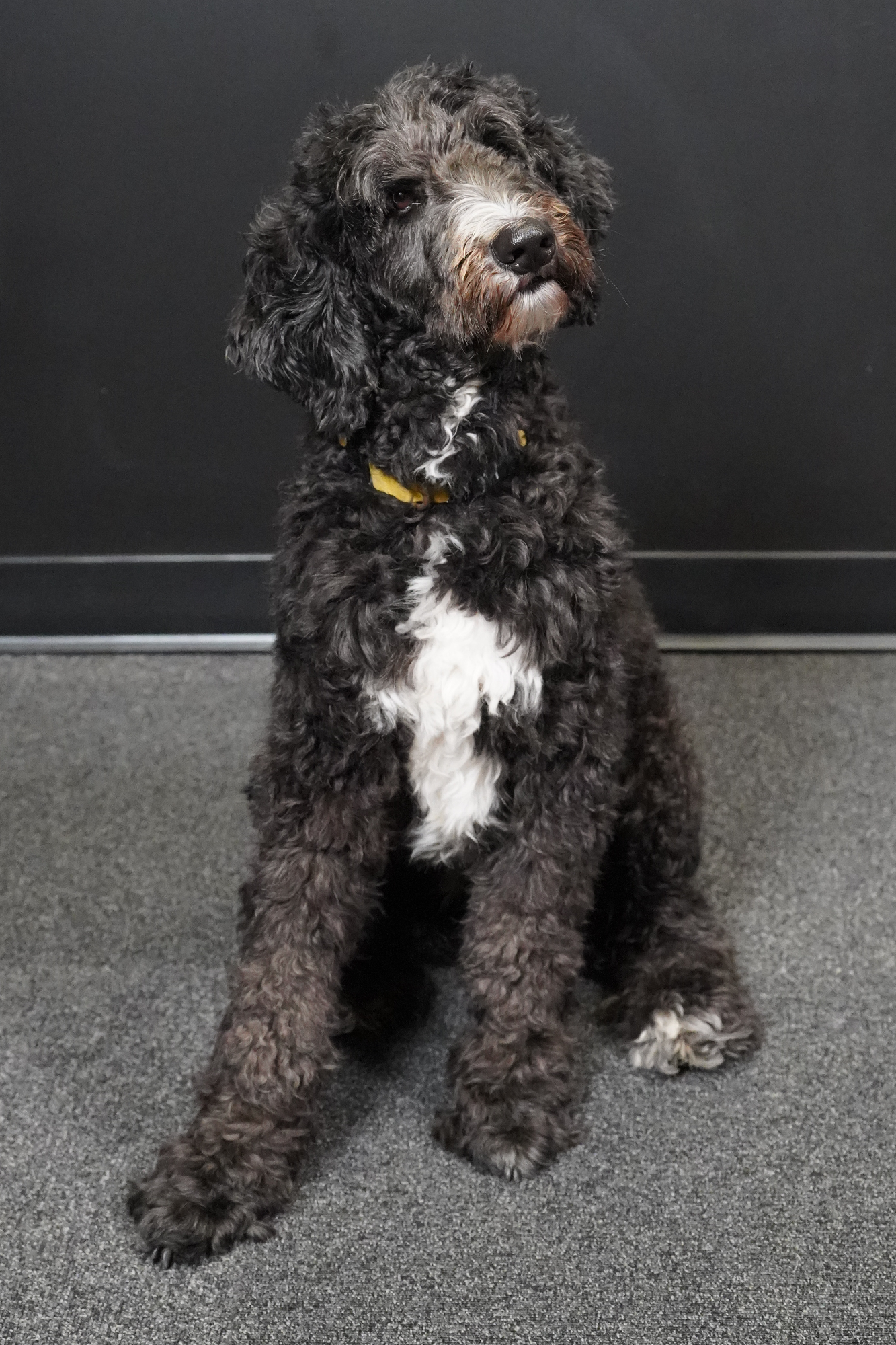 Figaro the Dog