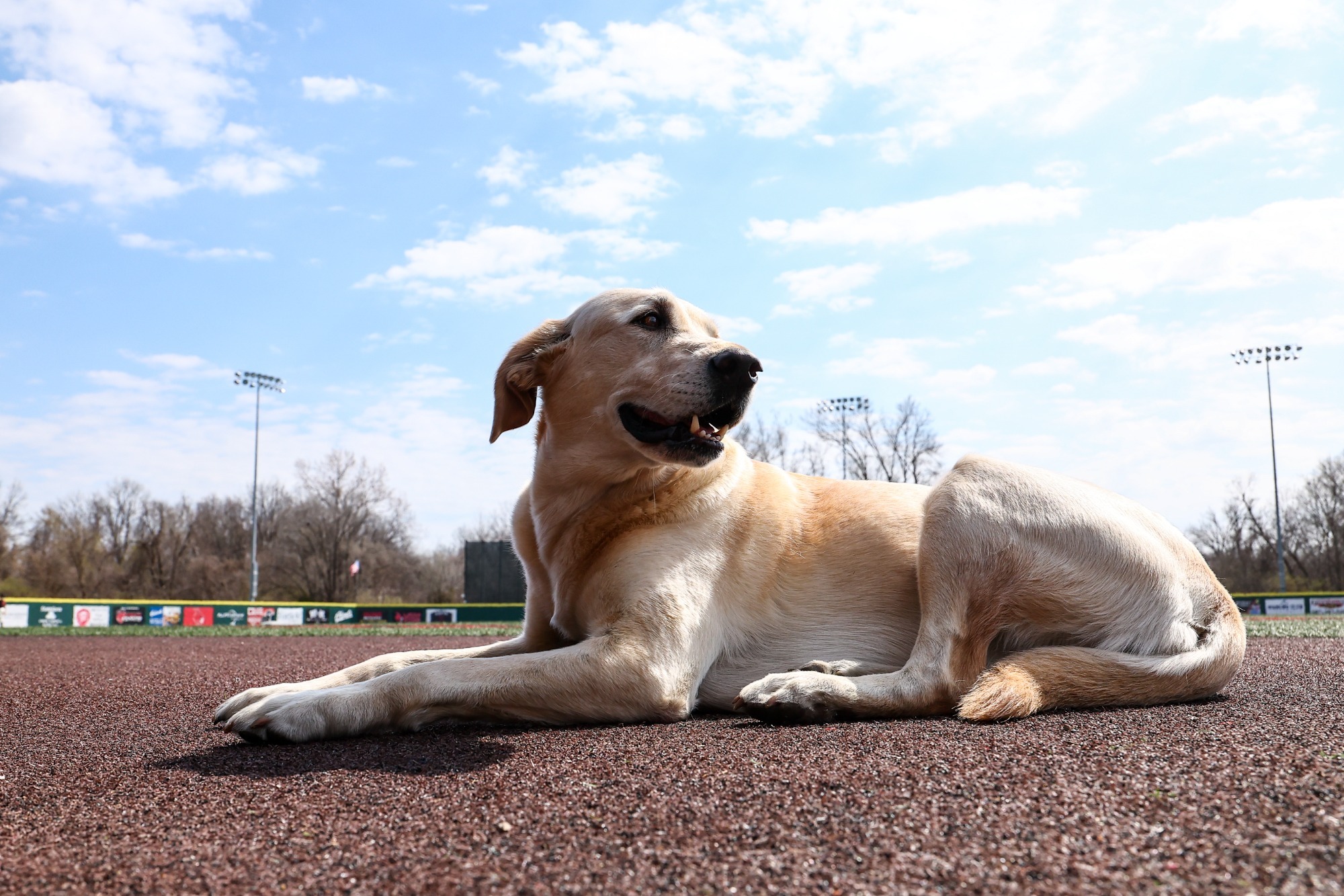 Lebowski Backhaus 2026 photo