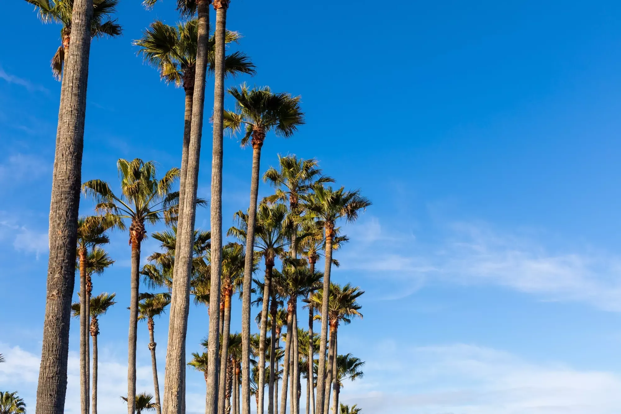 Palm trees line the left side of the screen. They are photographed from Campus Point