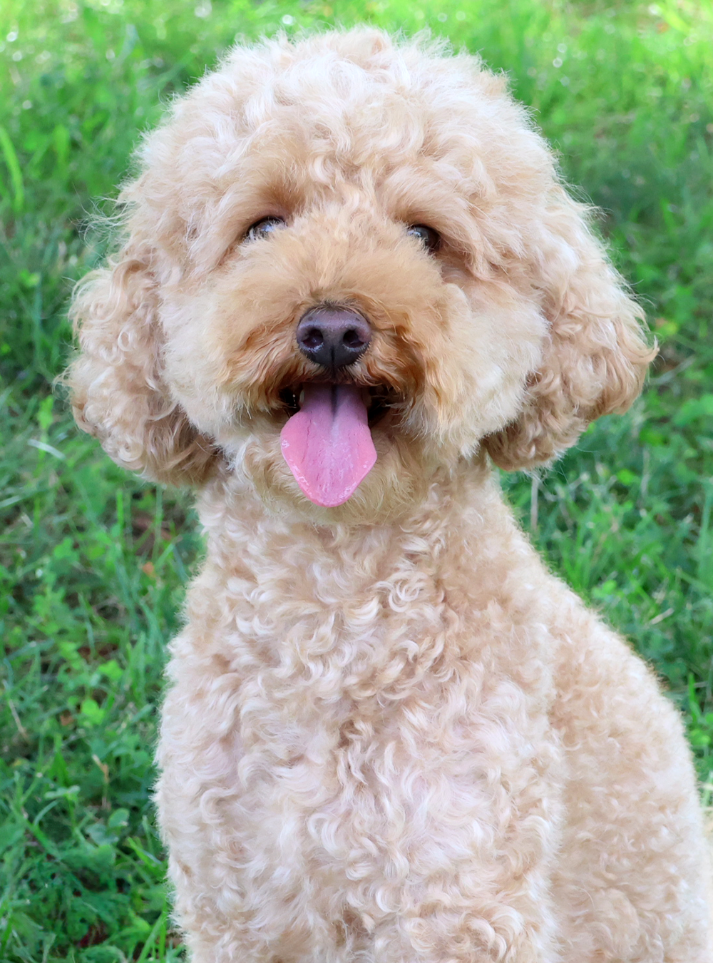 Shelly Camburn, Pet Partners therapy animal, headshot