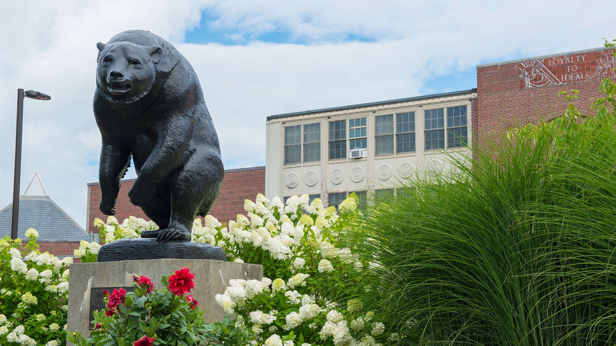 Black bear statue outside of Memorial Gym.