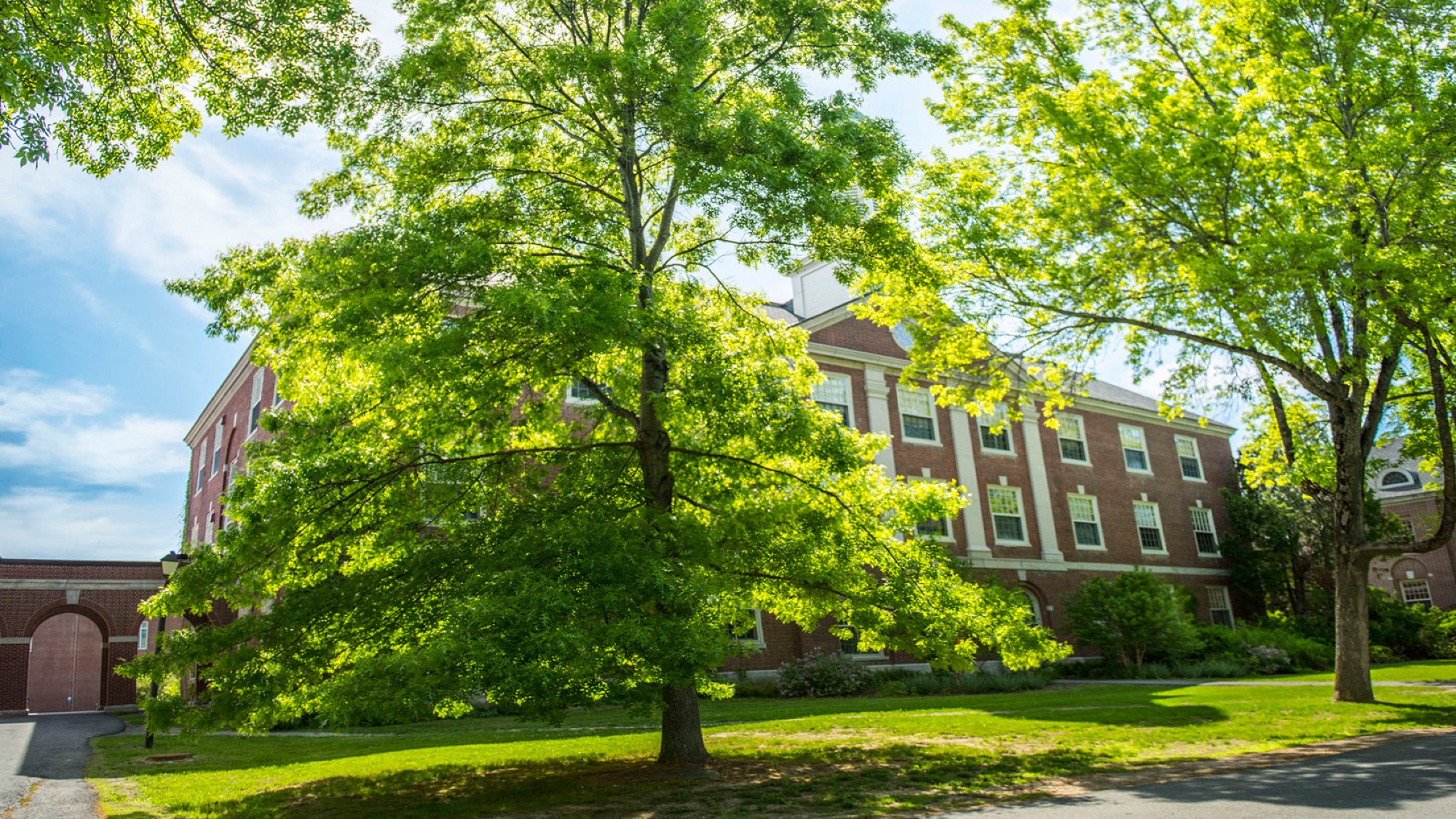 Campus beauty shot, green trees.