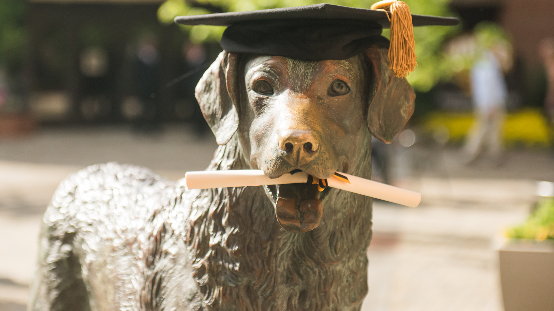 True Grit Statue with graduation cap and diploma in mouth
