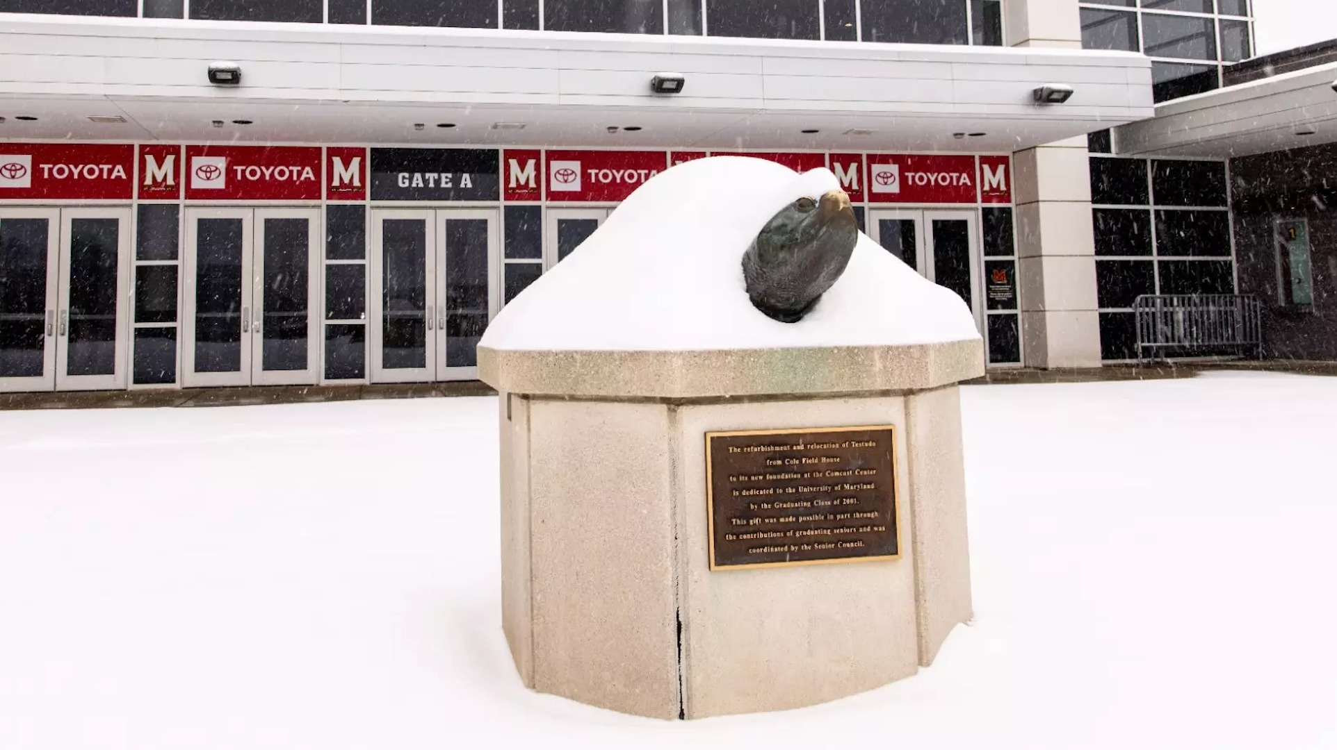 Testudo In The Snow