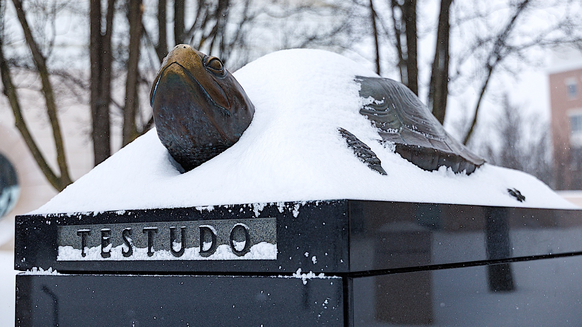 Testudo Statue In Snow