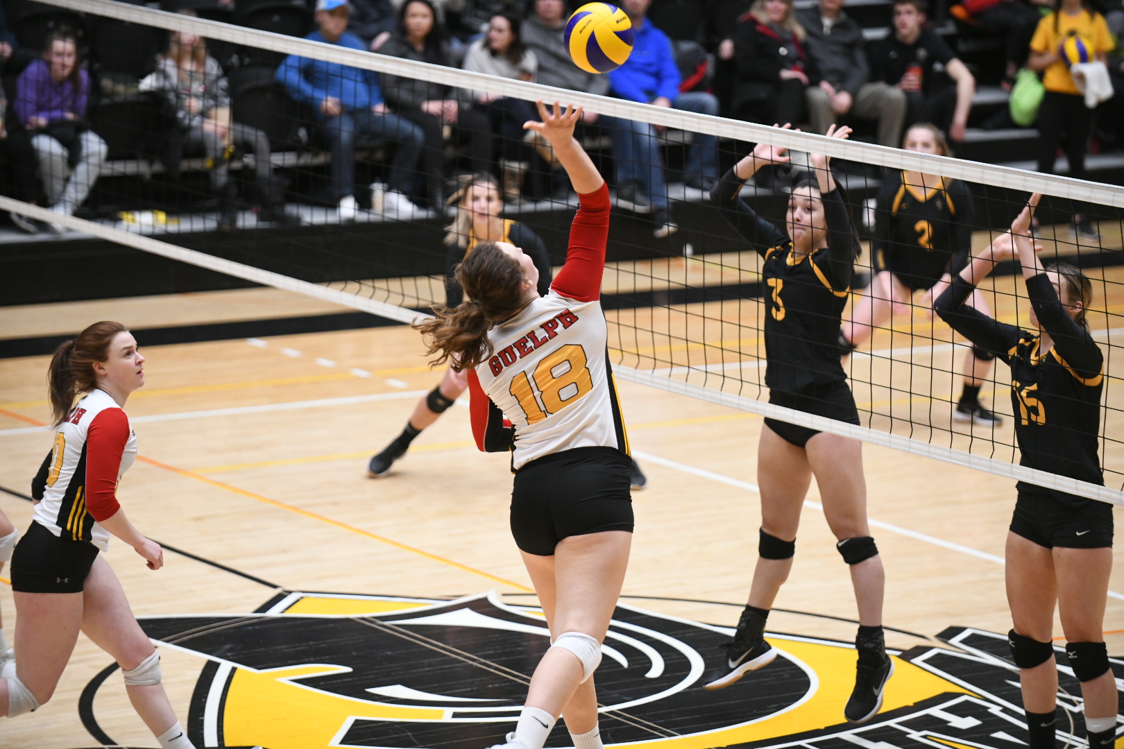 Lisa Wedel 202122 Volleyball Women University of Guelph Athletics