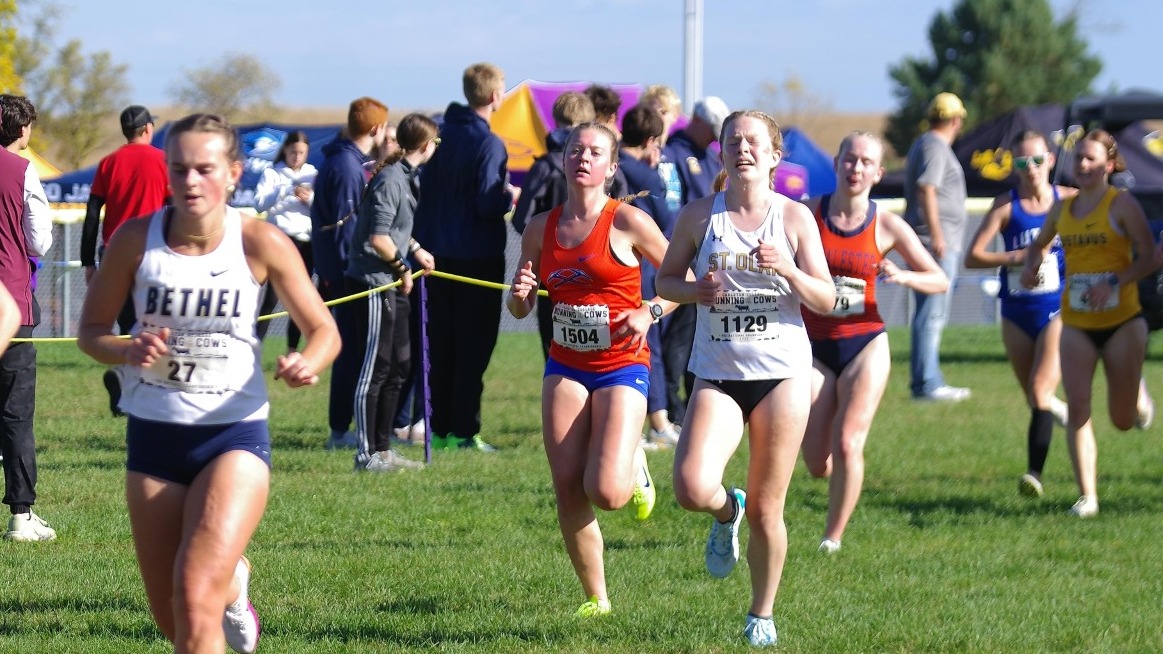 Cross Country Running of the Cows