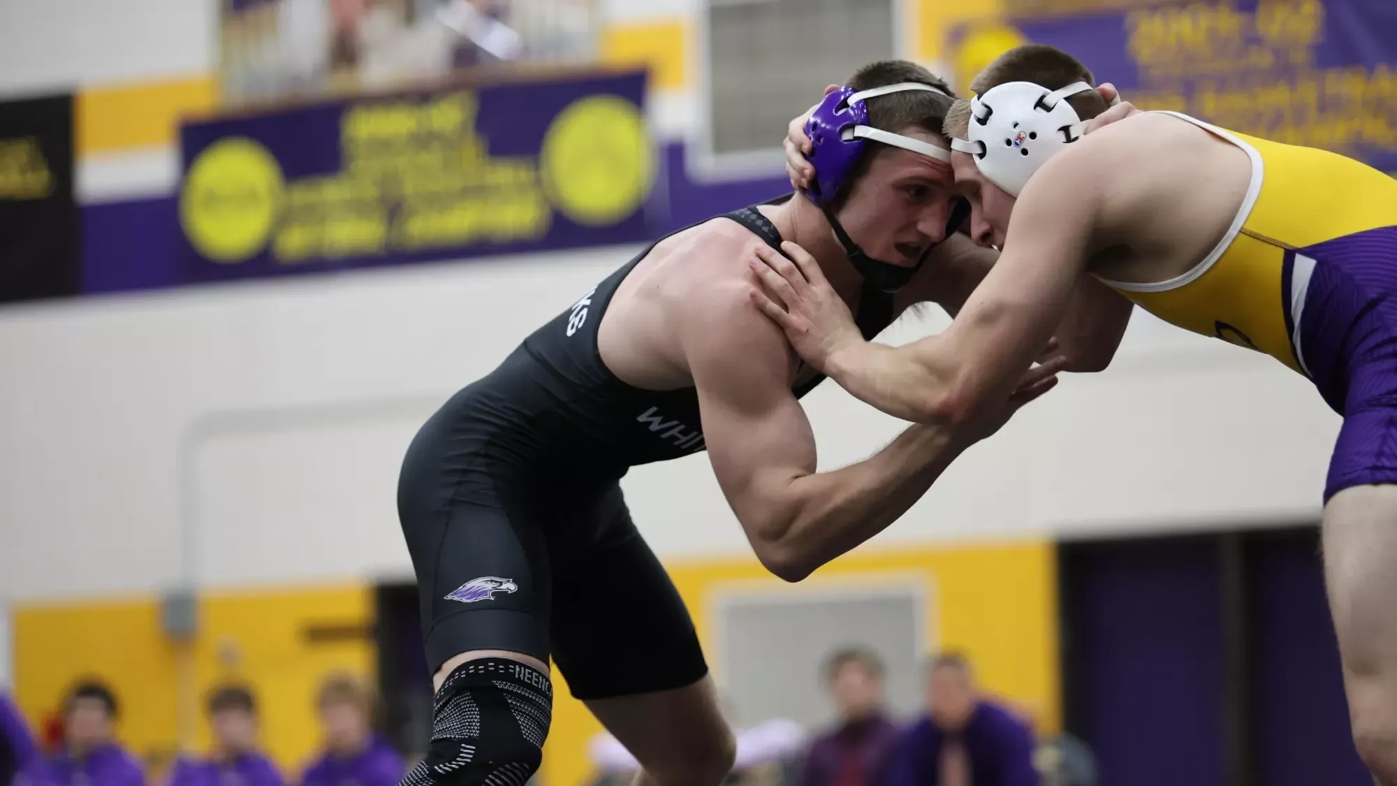 Swan Locked with UWSP