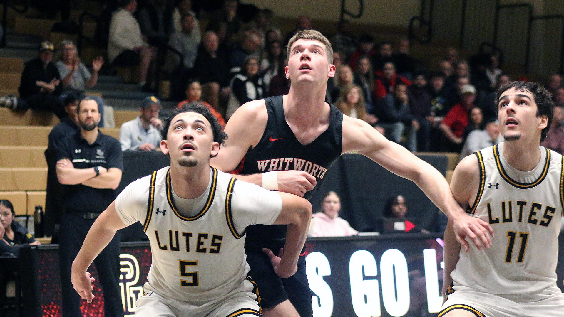 Caden Bateman looks for a rebound at PLU 2025-26