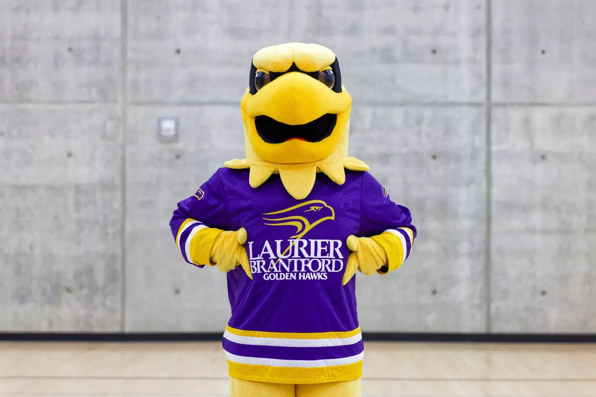 Laurier Brantford Midas